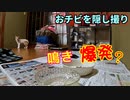 部屋にひとりにしたら寂しくて鳴いちゃう猫「病院一泊明け」