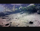 【水中撮影】幻想的な水中動画10