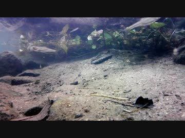 【水中撮影】幻想的な水中動画10
