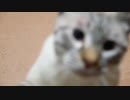 欲求不満の猫の怒りが頂点に達してしまいました…