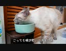 うちの猫がかわいすぎてまた○万円貢いでしまいました…