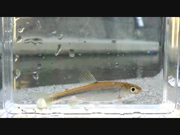 【睡眠用】眠たくなる淡水魚釣り46【カワムツ】