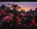 風に聞け２０１１２０　Bumper Tag - John Deley