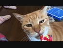 朝ごはんと猫