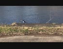川のほとりで鳥を撮る