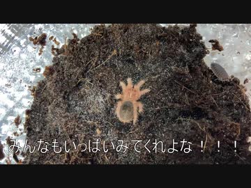 [必見！]タランチュラ飼育日記その１０[でもない]