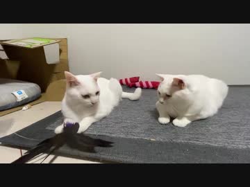 オッドアイの白い珍獣、謎行動で先住猫たちをドン引きさせる