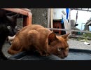 引っ込み思案なノラクロ子猫「鶏肉は食べたいけど人間が怖い」