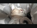嫌がるタタルさん　＃202