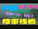 水中動画（2020年11月19日）in 陸軍桟橋