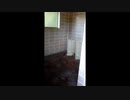 (閲覧注意)心霊動画映り込んでしまいました。
