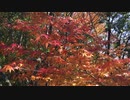 今年の山のもみじの紅葉の色合い　　test　　山口県岩国市阿品弥山