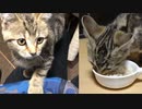 Cat Chocolat ごちそうさまを言いに来る猫【特製ササミ肉】