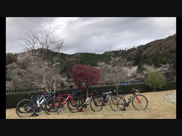 【ロードバイク車載】気ままにらいどーん～ 愛知式ゆるポタ・紅葉＆四季桜GR～