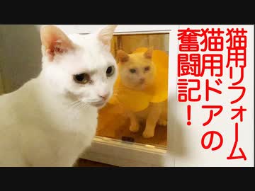 居間の死闘⁉︎不器用なネコチャンズvs猫用ドア