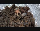 [ダメな男と]タランチュラ飼育日記その１１[いいおにゃのこ]
