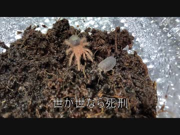 [ダメな男と]タランチュラ飼育日記その１１[いいおにゃのこ]