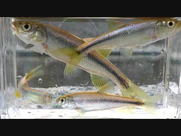 【睡眠用】眠たくなる淡水魚釣り47【カワムツ】