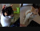 おチビと再会「術後服を見た三毛猫は・・・」