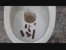 キットカットをトイレに流してみた