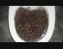 ウィッグをトイレに流してみた