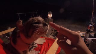 【後編】秋の湖畔でソロキャンプ、焚火と猫と