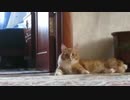 ハイビスタスについて悲しいお知らせがあります