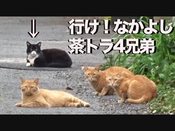伝説の重鎮猫、アホの子を教育指導する
