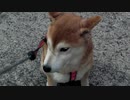 火曜サスペンス劇場：柴犬アイキャッチ