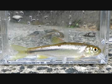 【睡眠用】眠たくなる淡水魚釣り48【カワムツ】