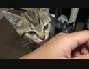 Cat Chocolat 急にペロペロしはじめた猫