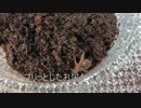 [新展開！！]タランチュラ飼育日記その１２[動画破損祭！！]