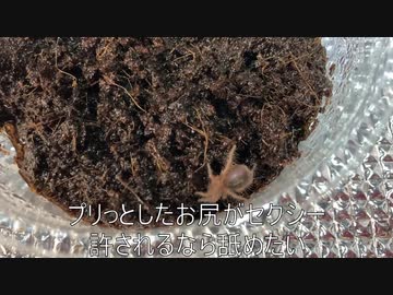 [新展開！！]タランチュラ飼育日記その１２[動画破損祭！！]