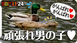 1124【がんばれ❤マガモの交尾、求愛行動】ネコを警戒モズ。ヒヨドリのポロリもあるよ。脚ケガ悲劇のコサギとムクドリ。カワセミ、ツグミにスズメ等【 #今日撮り野鳥動画まとめ 】 #身近な生き物語