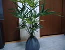 観葉植物（フェイクグリーン）を掃除する