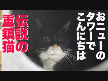 伝説の重鎮猫、余命宣告をブッチ切りプレゼントを贈られる