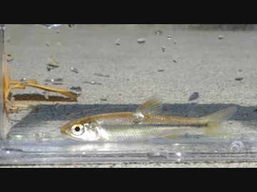 【睡眠用】眠たくなる淡水魚釣り49【カワムツ】