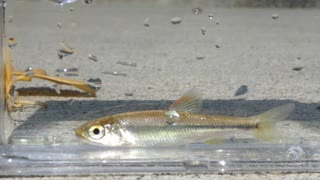 【睡眠用】眠たくなる淡水魚釣り49【カワムツ】