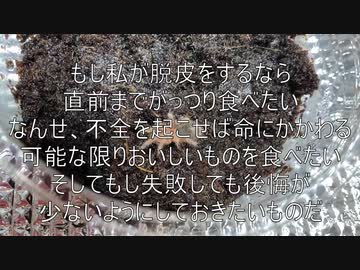[見なくていいけど]タランチュラ飼育日記その１３[見てもいいんだ]