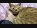 猫の波打つ腹