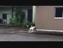 FIN4LE ～犬の彼方へ～