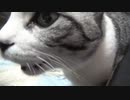 騒がしいアルフィノ　＃203