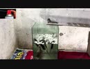 水槽と電流を使用してねずみを始末する方法