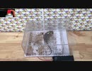 習性を利用して確実にねずみを捕獲する方法