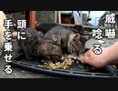 ノラクロ子猫 対 秋刀魚「最終回」