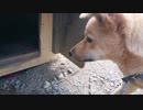 メイリオVS芋虫