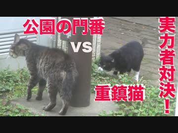 伝説の重鎮猫、公園の門番猫と対決する