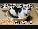 猫に猫ベッドあげたらみかん感がスゴイ