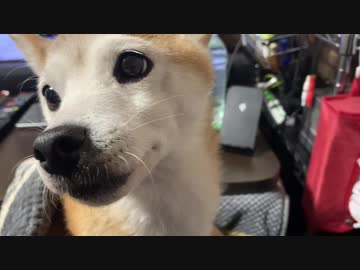 股座からおねだりするシバイヌ