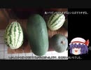 ゆっくり農民147スイカを育ててみませんか？＃3